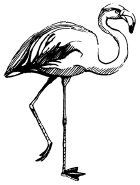 Энциклопедия животных i_056.png