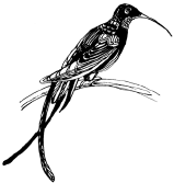 Энциклопедия животных i_057.png