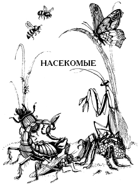 Энциклопедия животных i_060.png