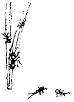 Энциклопедия животных i_061.png