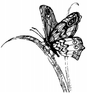 Энциклопедия животных i_064.png