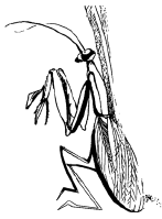 Энциклопедия животных i_065.png