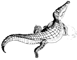 Энциклопедия животных i_009.png