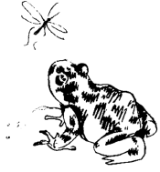 Энциклопедия животных i_010.png