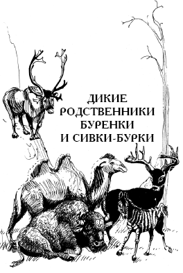 Энциклопедия животных i_021.png