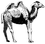 Энциклопедия животных i_022.png