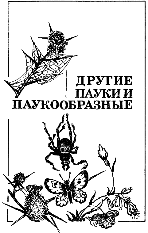 Черная вдова i_003.png