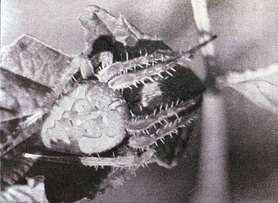 Черная вдова i_011.jpg