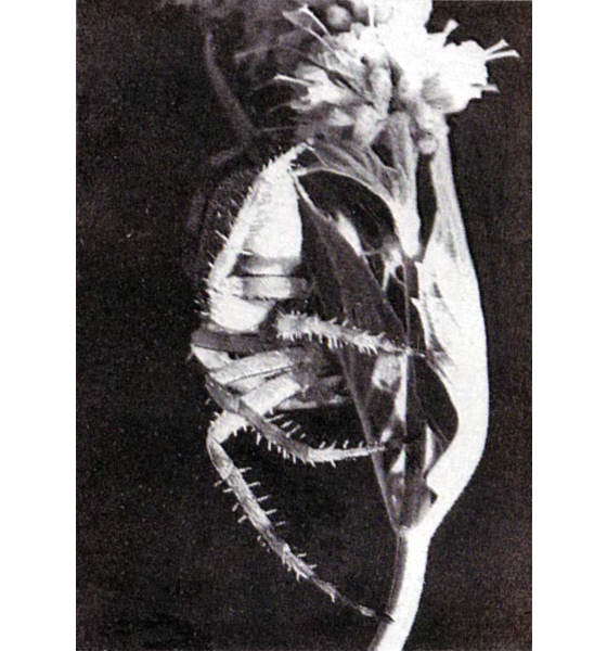 Черная вдова i_012.jpg
