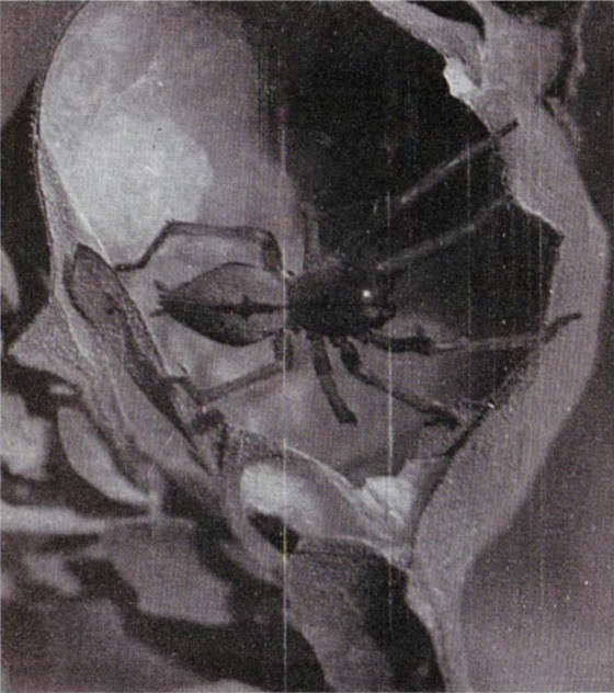 Черная вдова i_014.jpg