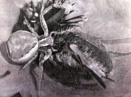 Черная вдова i_015.jpg