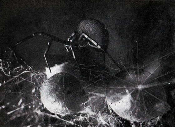 Черная вдова i_021.jpg