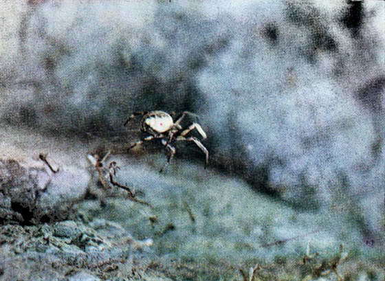Черная вдова i_039.jpg