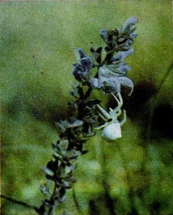 Черная вдова i_040.jpg