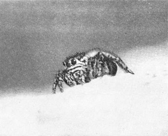 Черная вдова i_047.jpg