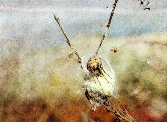 Черная вдова i_050.jpg