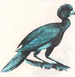 Птицы i_010.jpg
