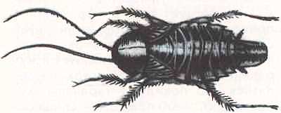 Насекомые i_113.jpg