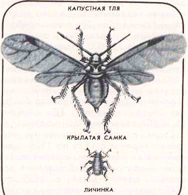 Насекомые i_063.jpg