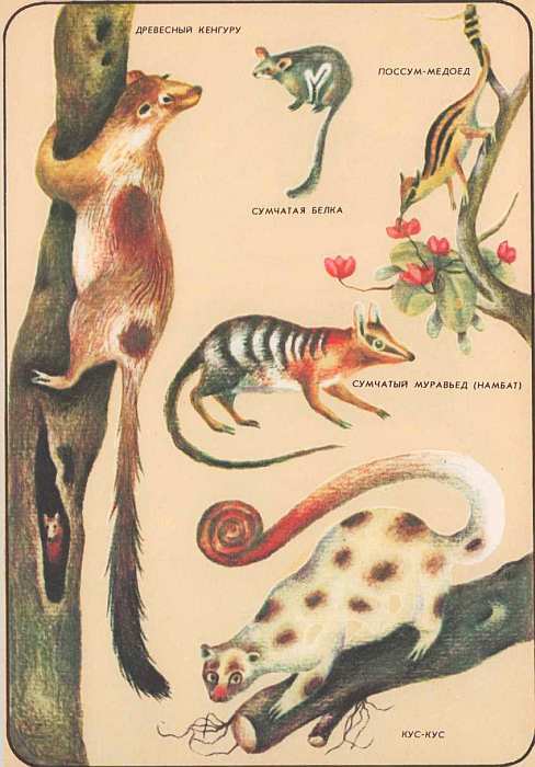 Млекопитающие i_047.jpg