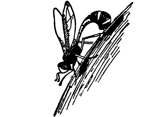 Бриодемус-музыкант i_003.png
