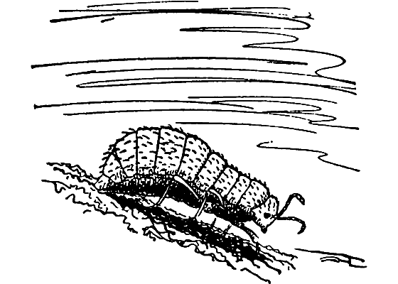 Бриодемус-музыкант i_026.png