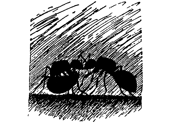 Бриодемус-музыкант i_027.png