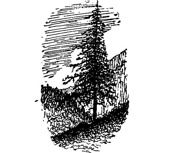 Бриодемус-музыкант i_009.png