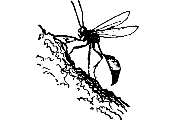 Бриодемус-музыкант i_011.png