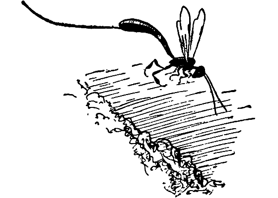 Бриодемус-музыкант i_014.png