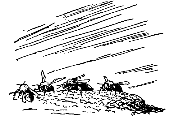 Бриодемус-музыкант i_015.png