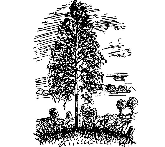 Бриодемус-музыкант i_017.png