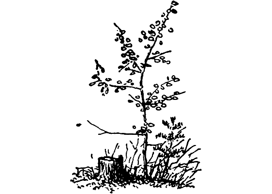 Бриодемус-музыкант i_018.png