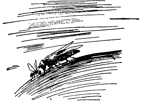 Бриодемус-музыкант i_020.png