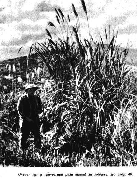 Дикі банани i_009.png