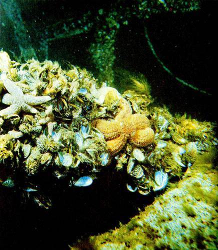 В глубинах пяти морей i_025.jpg
