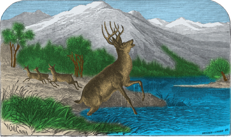 Mountain Man Skills: Hunting, Trapping, Woodwork, and More _133.jpg