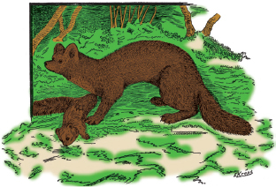 Mountain Man Skills: Hunting, Trapping, Woodwork, and More _156.jpg