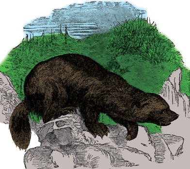 Mountain Man Skills: Hunting, Trapping, Woodwork, and More _160.jpg