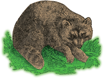 Mountain Man Skills: Hunting, Trapping, Woodwork, and More _162.jpg