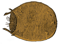 Mountain Man Skills: Hunting, Trapping, Woodwork, and More _173.jpg