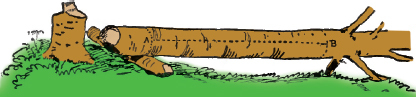 Mountain Man Skills: Hunting, Trapping, Woodwork, and More _15.jpg