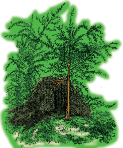 Mountain Man Skills: Hunting, Trapping, Woodwork, and More _51.jpg
