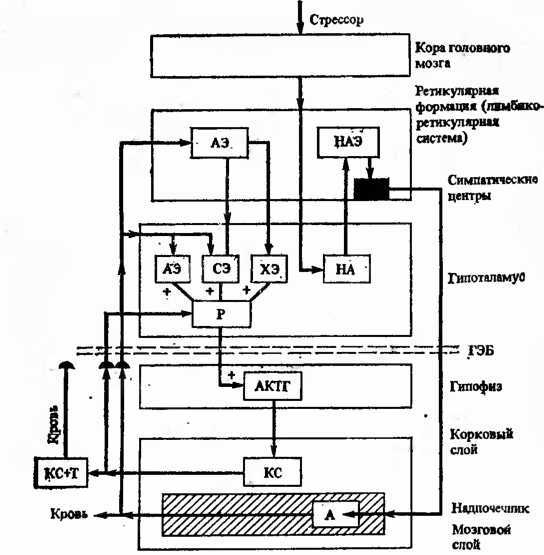 Действие природных факторов на человека i_003.jpg