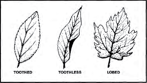 The Complete U.S. Army Survival Guide to Foraging Skills, Tactics, and Techniques _128.jpg