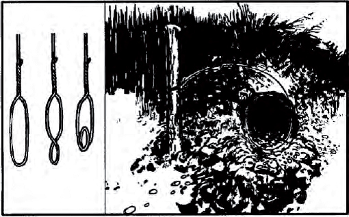 The Complete U.S. Army Survival Guide to Foraging Skills, Tactics, and Techniques _16.jpg
