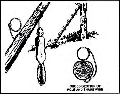 The Complete U.S. Army Survival Guide to Foraging Skills, Tactics, and Techniques _19.jpg