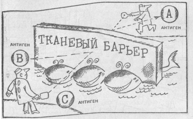 Хирургия без чудес. Очерки, воспоминания img_43.jpg