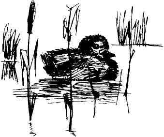 Колокольчик в тайге img_18.jpeg
