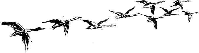 Колокольчик в тайге img_20.jpeg